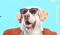 看萌狗最新爆料视频,看萌狗最新爆料视频，萌宠日常曝光